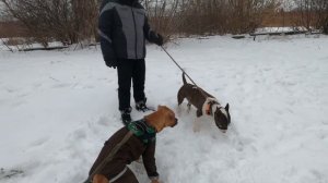 Питбуль против Бультерьер | Pitbull vs Bull Terrier