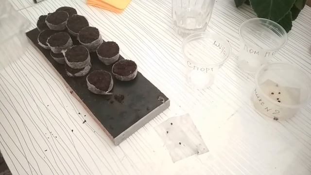 Сеем семена цикламена. Часть 2. смотреть онлайн