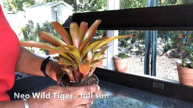 Bromeliad Series Pt 4 Bromeliad Plant Haul 13 Bromeliads? Tropical Plant Unboxing смотреть онлайн