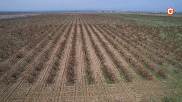 В Севастополе ждут большой урожай персиков смотреть онлайн