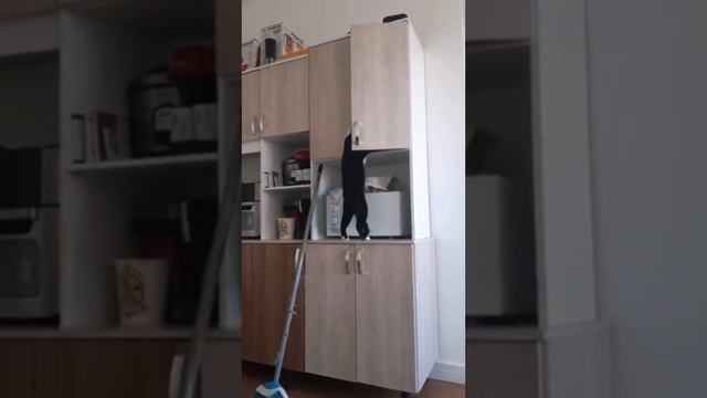 Хозяйка, где у нас соль? 
#shorts