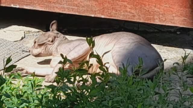 Интро канала