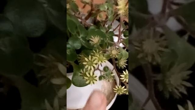 Сегодня 10 января 2019. #Аихризон#ещё цветёт смотреть онлайн