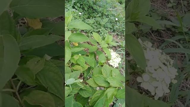 Гортензия Лаймлайт. Limelight hydrangea. Богомол смотреть онлайн