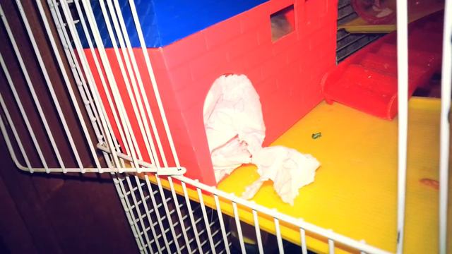 ТРЮК МОЕЙ КРЫСЫ ДЖЕССИ !!! смотреть онлайн