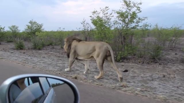 The king of the Jungle | Do not tease Asiatic Lion | Sasan Gir смотреть онлайн
