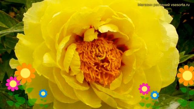 Пион древовидный Еллоу. Краткий обзор, описание характеристик paeonia suffruticosa Yellow смотреть онлайн