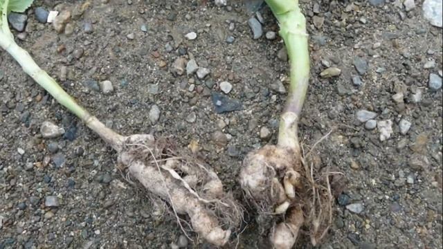 КАПУСТА ИЮНЬСКАЯ - САМЫЙ РАСПРОСТРАНЕННЫЙ РАННЕСПЕЛЫЙ ПОЛЮБИВШИЙСЯ СОРТ среди ДАЧНИКОВ смотреть онлайн