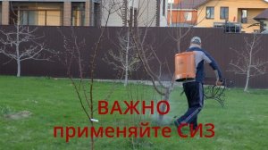 схема защиты моего сада и огорода   аминосил, фитоспорин, метаризин, хорус и актеллик