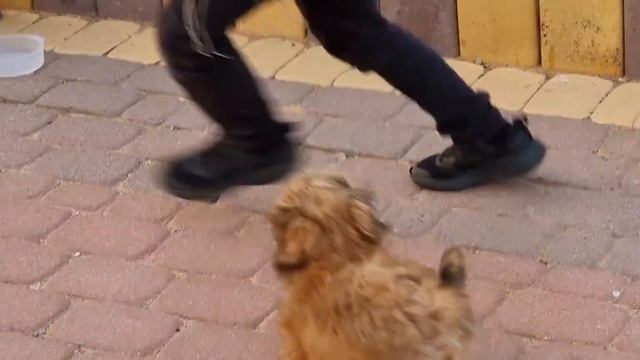 Эмми первый раз вывели на улицу смотреть онлайн