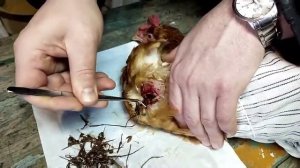 оперирование (чистка) зоба у курицы