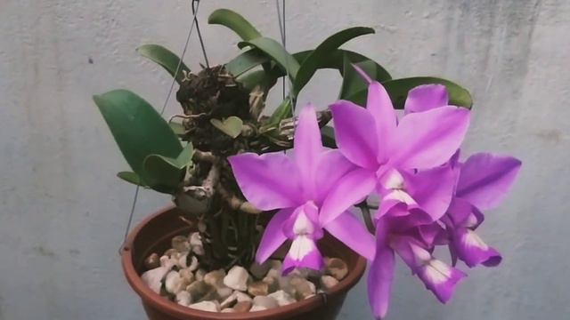 CATTLEYA NOBILIOR TIPO FLAMEA смотреть онлайн