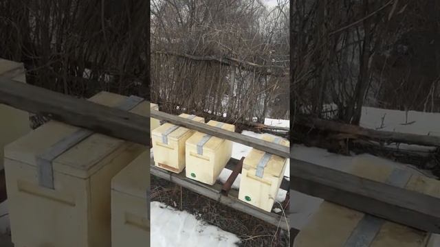 Зимовка пчел в кассетном павильоне смотреть онлайн