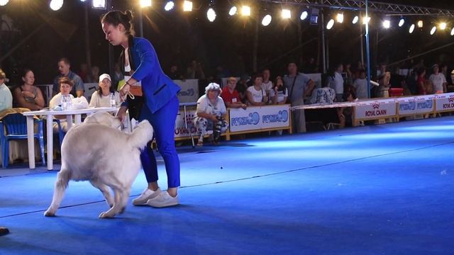 IDS Asia Winner 2019. Выставка собак "Азия Виннер" 2019 смотреть онлайн