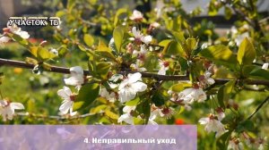 Почему Вишня Цветет но НЕ ПЛОДОНОСИТ - Что Делать Если Давно Не Плодоносит Вишня