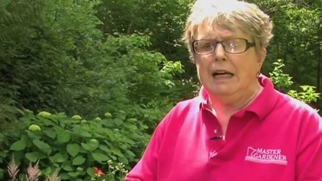Hosta And Astilbe Varieties