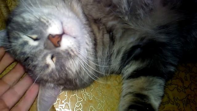 Где у котов слабые места смотреть онлайн