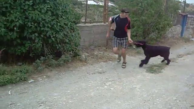 п-к Роман-Кош.Роман-Кош Есон Райн 10 мес. тренинг рысь, в гостях. сын Роман-Кош Венеции Дарк Най смотреть онлайн