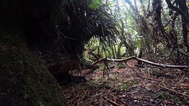 6 Day SURVIVAL in RAINSTORM (knife & paracord Only) - NO Food, NO Shelter Challenge смотреть онлайн