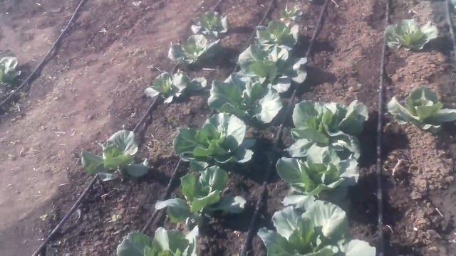 Полів Раньої Капусти смотреть онлайн