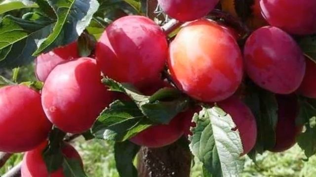 Слива Персиковая/описание сорта/характеристика сорта смотреть онлайн