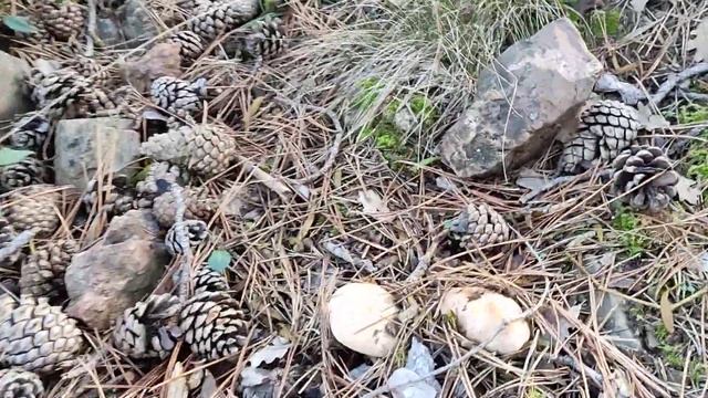 #ebişke #pirnal melkisi #balkadın #malkadın #Infundibulicybe geotropa #mantarlar #mantarci смотреть онлайн