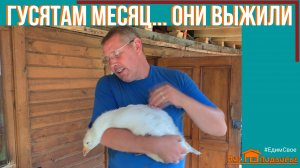 Гусятам месяц: вес, кормление. «Мое Подворье»