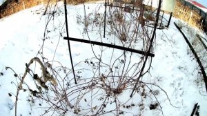 Ежевика зимой. Выращивание ежевики на Южном Урале. Шпалера для ежевики