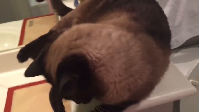 У кого есть кошка, тот может не бояться одиночества =^..^= СИАМСКИЕ КОШКИ смотреть онлайн