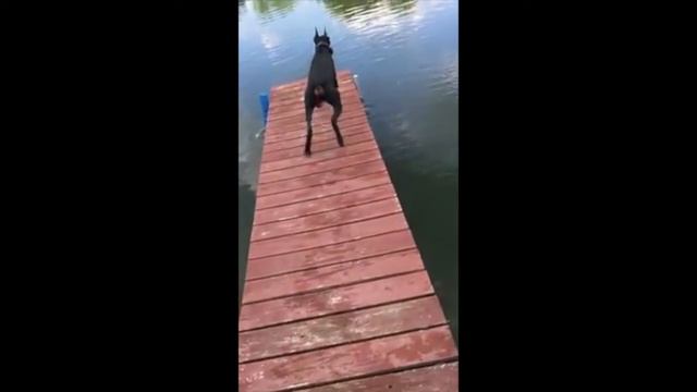 Jay The Doberman Jumping Of The Dock - Slow Motion Dog Jump смотреть онлайн