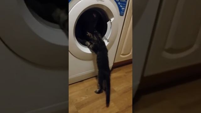 Котик следит за работой стиральной машинки))) смотреть онлайн