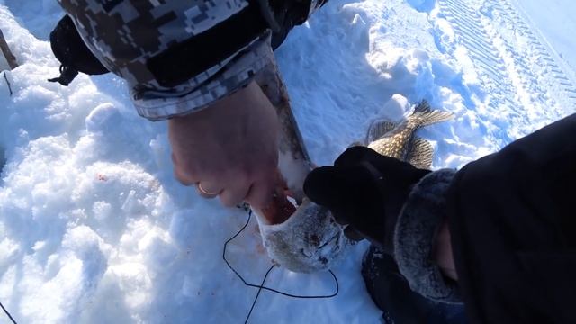 Рыбалка на крайнем севере/окунь/щука/налим на 5 кг/подводная съемка смотреть онлайн