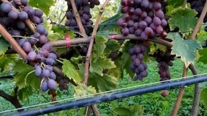 Рождественская роза