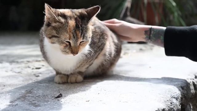 Почему я советую завести кошку: 10 научных аргументов смотреть онлайн