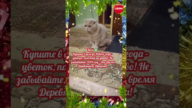 новогодние приметы для знаков зодиака на удачу и достаток в 2024 году 🎄 смотреть онлайн