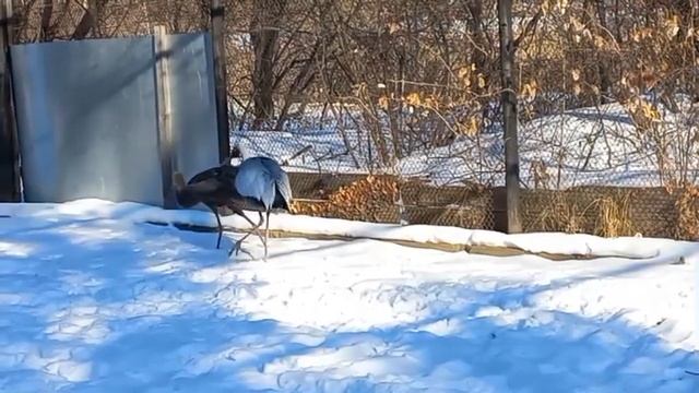Черный и даурский журавли общаются смотреть онлайн