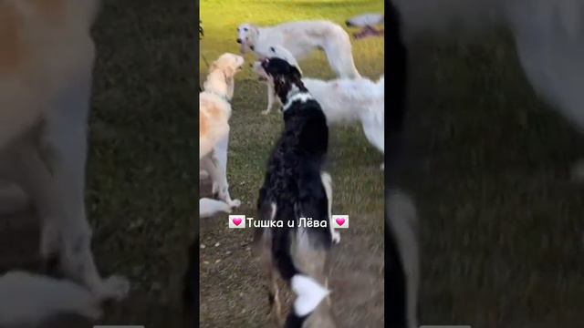 Эдит Русская борзая🧩