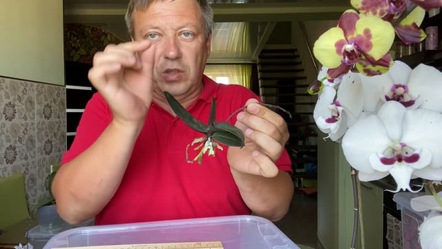 ОРХИДЕИ КОРНИ в жемчуге через ГОД и пересадка орхидеи РОЗОВАЯ ДЕВОЧКА и орхидея без ТОЧКИ РОСТА смотреть онлайн