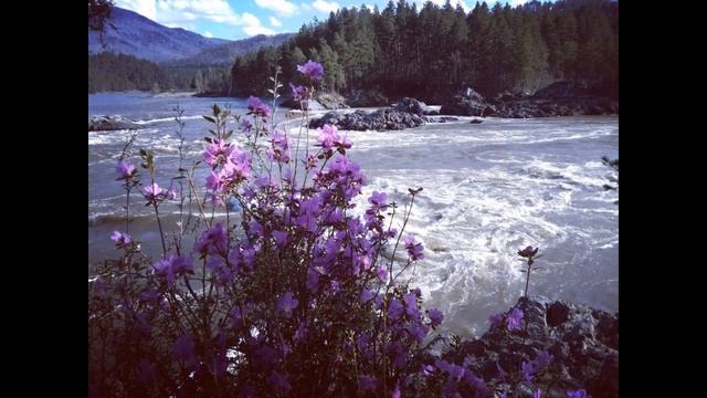 Маральник-Багульник и Варган. Горный Алтай. смотреть онлайн