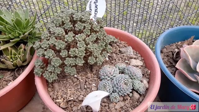 TOUR POR MI JARDÍN💚parte 1- Acompáñame a ver como han crecido mis suculentas |El jardín de Mary🌺 смотреть онлайн