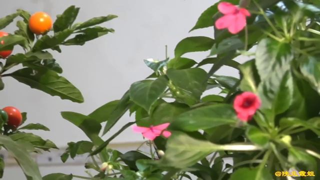【合集】10斤大牛排+陕北腌猪肉肘子！大蒜汁子拌一拌，有酒有肉弟弟们吃嗨了！【陕北霞姐】 смотреть онлайн