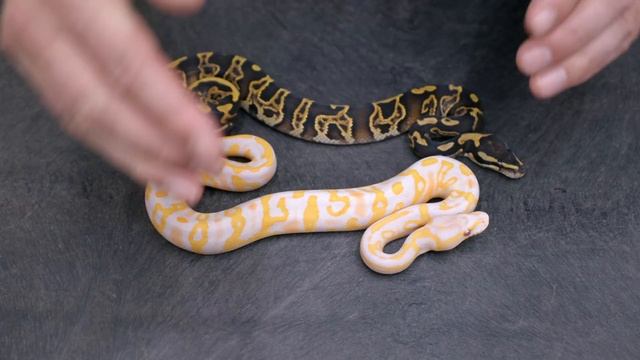 The NEGATIVES of Ball Pythons... | #Hetflix 130 смотреть онлайн