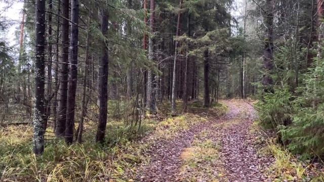 природа звук дождя в сосновом лесу смотреть онлайн