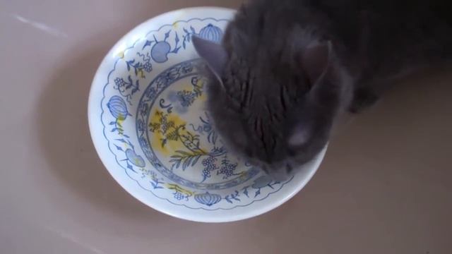 Cat Licks Plate-Cat Loves Hokkaido Soup-Omnivorous Cat Yahya смотреть онлайн