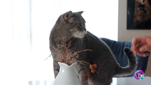 Kids - learn about cat communication смотреть онлайн