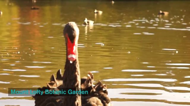 Visit the Botanic Gardens of South Australia смотреть онлайн