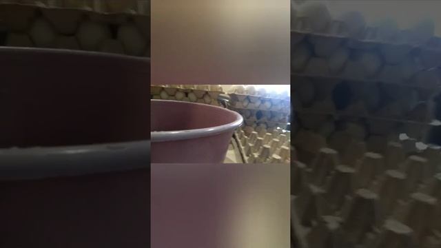 Распаковка инкубационного утиного яйца черри велли.подготовка к инкубации,закладка. смотреть онлайн