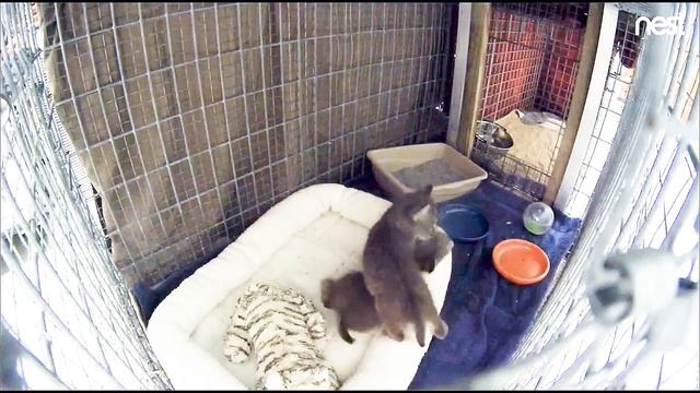 Cute Bobcat Kittens Will Go Free One Day смотреть онлайн