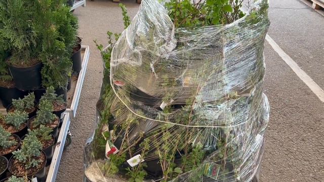 Что будет продаваться в садовом Мерлене в мае?