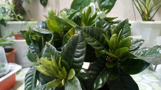 Еще одна попытка подружиться с Гарденией. смотреть онлайн